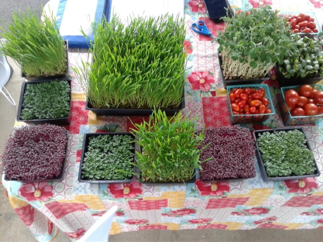 Various potted plants on top of a table.