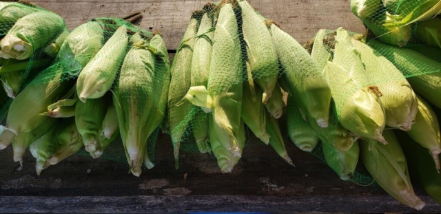 Multiple ears of corn on the ground.