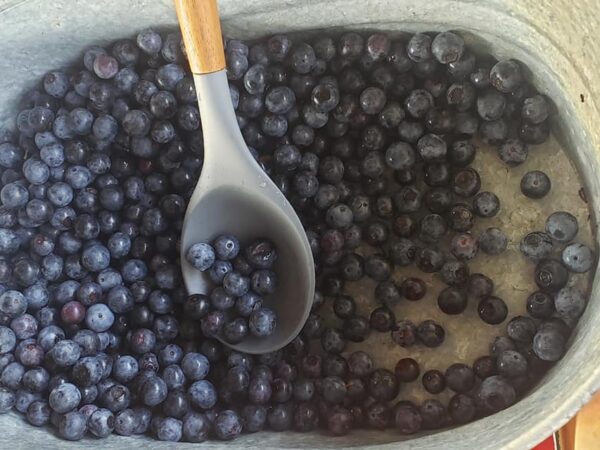 Spoon dipped into bowl of blueberries