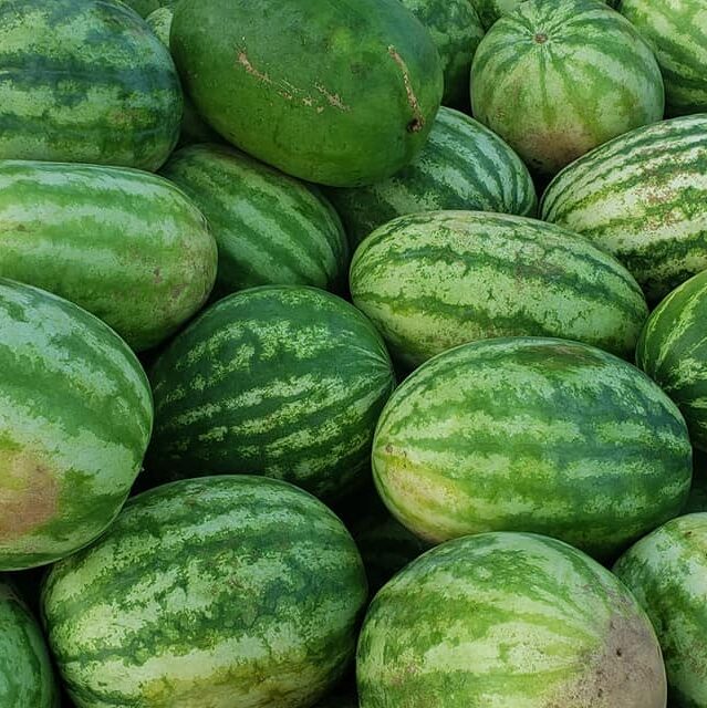 Lots of watermelons gathered together.