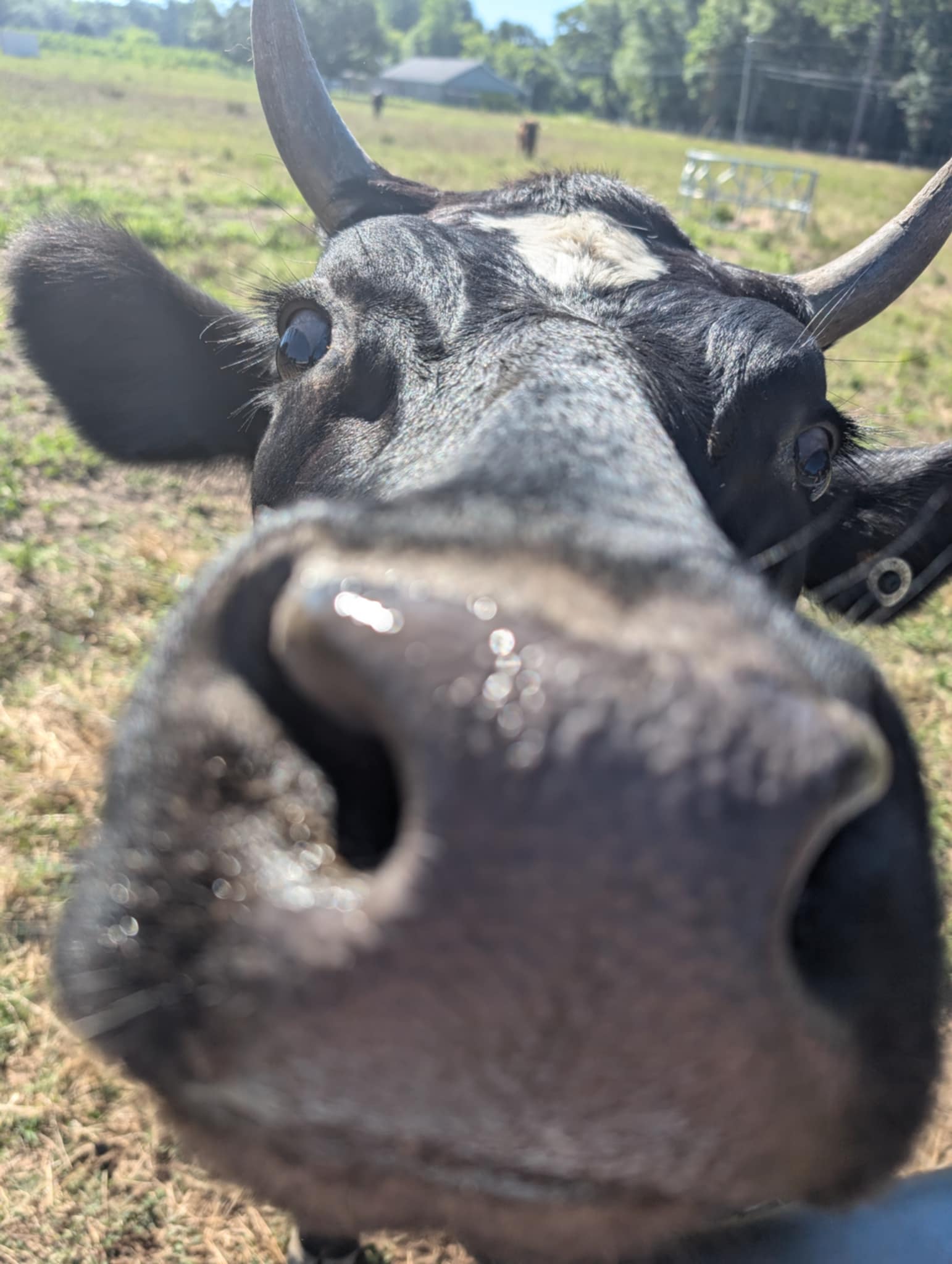 We Visited Jamison Pastures!