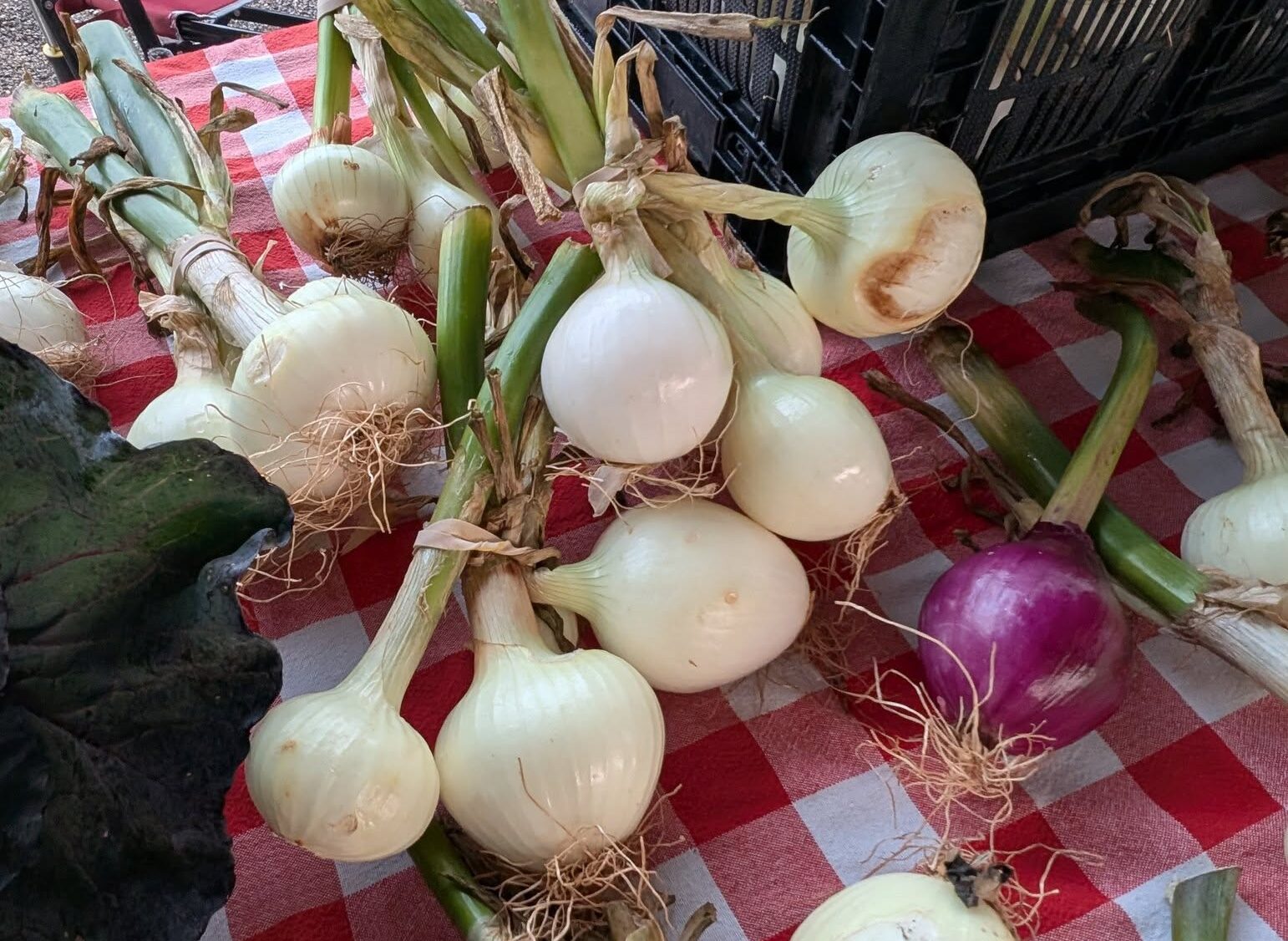 2025 Hitching Lot Farmers’ Market